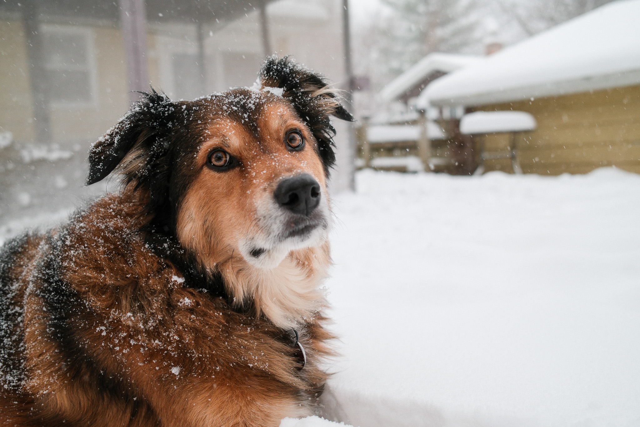 Moxon in the snow