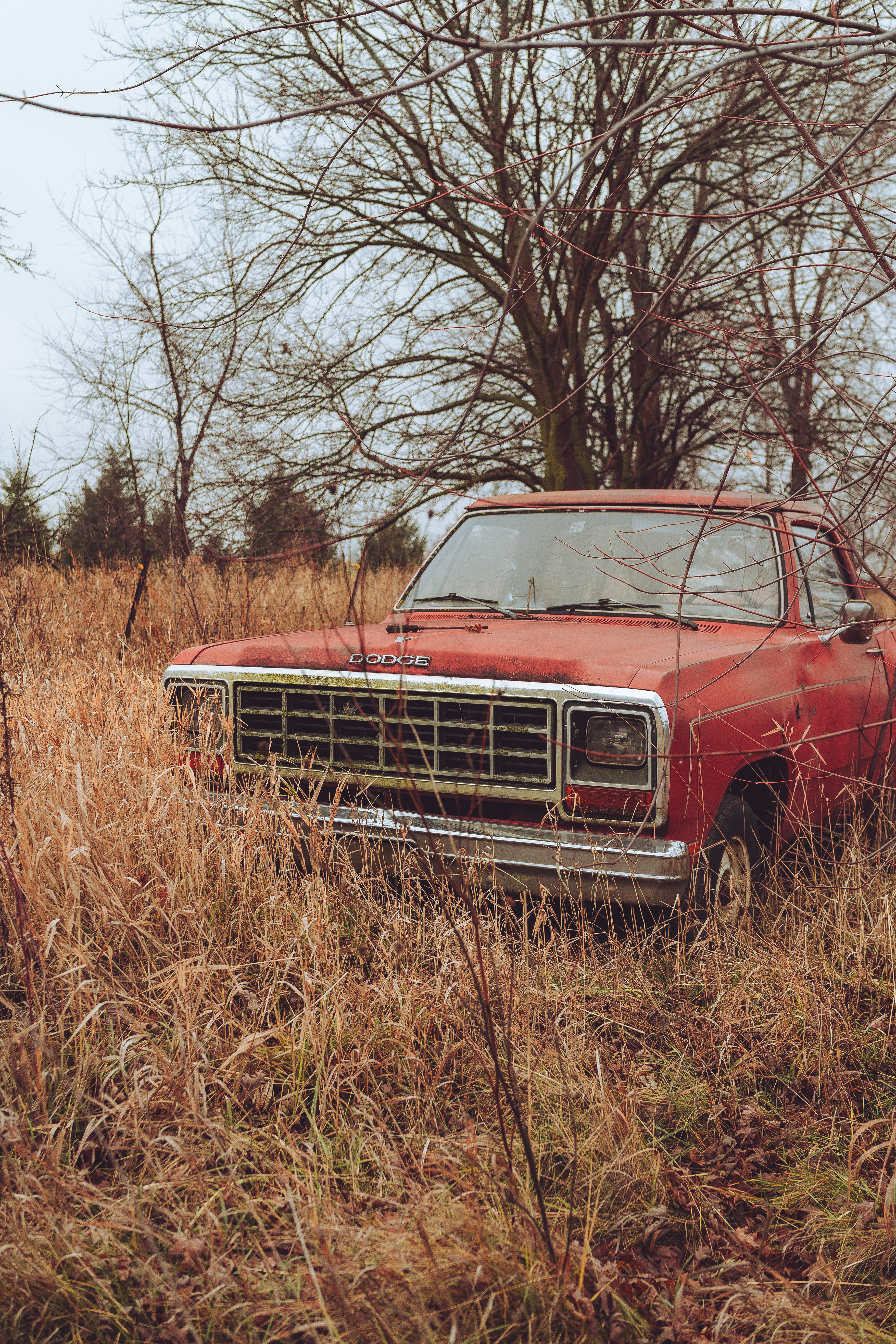 Old Dodge in the grass